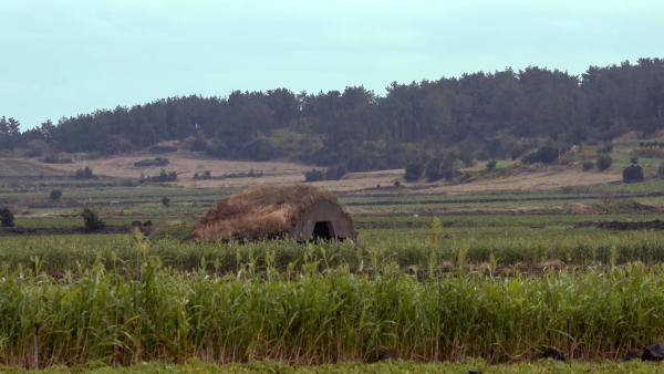 Bild 1 von 3: Die grasbedeckten Erhebungen auf der koreanischen Insel Jeju stammen aus der Zeit des Zweiten Weltkriegs. Die verfallenen Militäranlagen sind Relikte aus der japanischen Besatzungzeit.