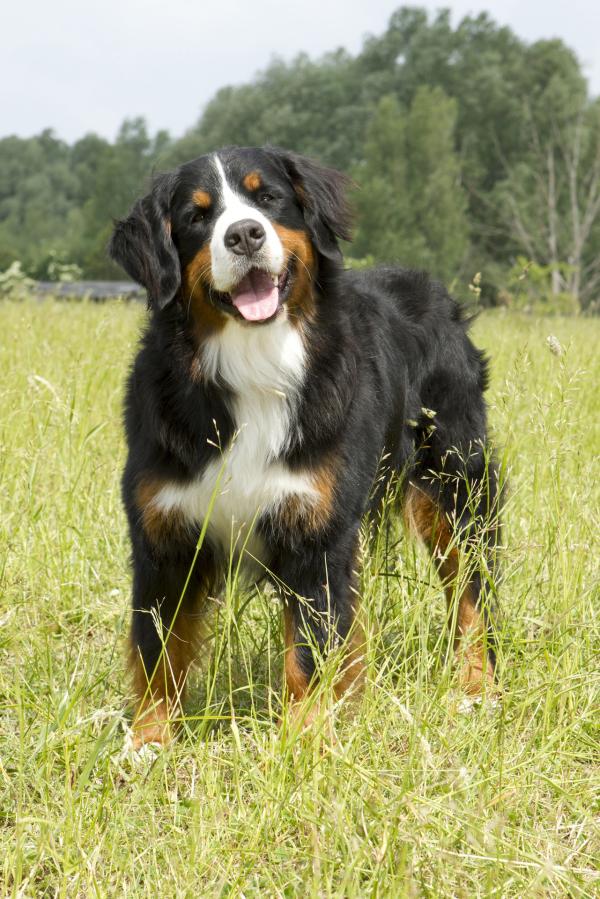 Bild 1 von 3: Mit seiner Schnüffelnase geht Keks auf Entdeckertour und trifft Tiere vor seiner Haustür.