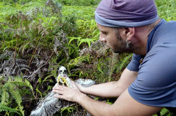 Bild 1 von 4: Wissenschaftler Damien Chiron begleitet ein Réunion-Weihe-Küken ? den Papangue ? seit seiner Geburt. Der letzte auf La Réunion brütende Greifvogel ist durch menschliche Einflüsse vom Aussterben bedroht.
