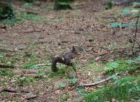 Anna und die wilden Tiere