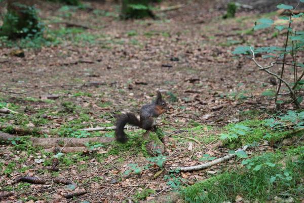 Bild 1 von 5: Eichhörnchen leben eigentlich im Wald. Sie kommen aber immer häufiger in unsere Gärten und Parks.