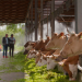 Milch - wie gesund ist sie wirklich?