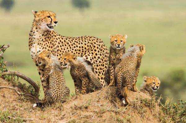 Bild 1 von 9: Geparde haben bis zu sieben Junge, die aber selten alle überleben. Sie sind vor allem durch andere Raubtiere wie Hyänen oder Löwen gefährdet.