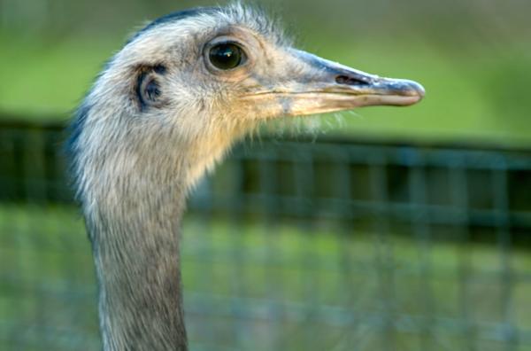 Bild 1 von 4: Emus besitzen eine ausgeprägte, für die Futtersuche entscheidende Wahrnehmung.