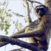 Wildes Indonesien