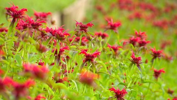 Bild 1 von 9: Im Bild: Blühende Goldmelissen. Eine Duft- und Heilpflanze; die Blätter werden zum Würzen von Obstsalaten, Desserts und für Tee verwendet.