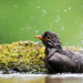 Die Magie der Vögel - Was Birdwatcher begeistert