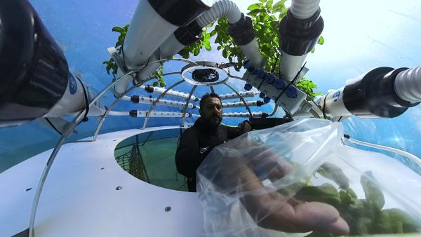 Bild 1 von 4: Basilikum aus \