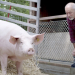 Artgerecht? Das Schweine-Experiment