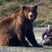 Der Bär in Mir