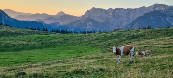 Bild 1 von 17: Im Bild: Die Postalm.