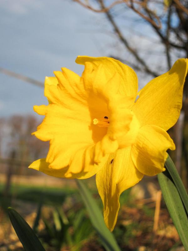 Bild 1 von 11: Im Bild: Narzissen: Viele Frühblüher wie die Narzisse wachsen in der Nacht und so finden wir am Morgen Blüten vor, wo am Abend zuvor nur Knospen waren.