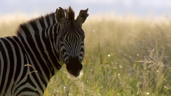 Bild 1 von 3: Ein Zebra steht in der Savanne.