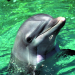 Flipper