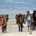 Reiten ins Abenteuer - Mit vier Mustangs durch den Wilden Westen