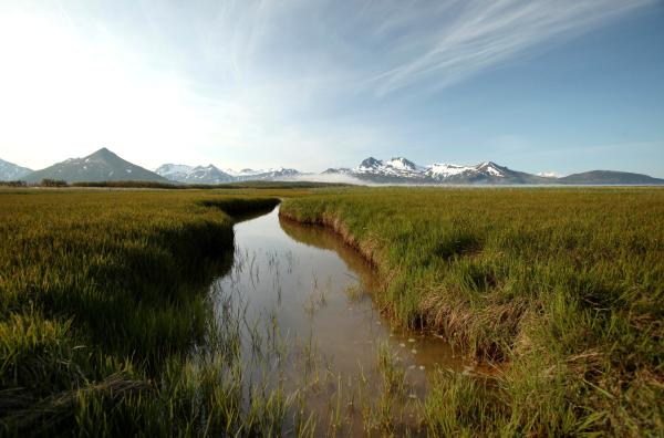 Bild 1 von 8: Seggenwiesen an der Küste der Alaska-Halbinsel. Die Sauergräser liefern den Grizzlys wichtige Proteine, bevor Ende Juli die Lachse kommen.