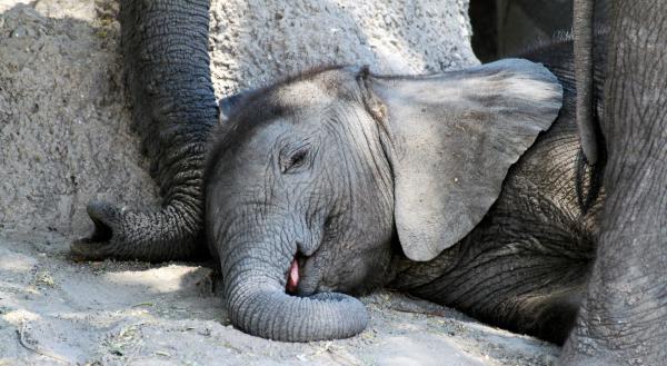 Bild 1 von 4: Elefanten-Siesta: Im Schutz der Herde verschläft das Kleine die Mittsgshitze im Schatten eines Baumes.