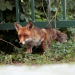Stadt, Land, Fuchs!