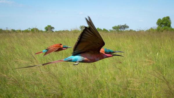 Bild 1 von 15: Ein Pärchen der südlichen Karminspinte auf Futtersuche im hohen Grasland von Botswana. Auf ihrem langen Zug nach Süden machen die Vögel nach den Regenfällen hier Station, um reichlich Insekten zu fangen, die im frischen Gras geschlüpft sind.