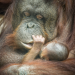 Zoo und so - Tierisch wild!