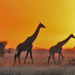 Serengeti