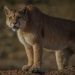 Pumas in der Wildnis Patagoniens