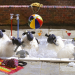 Shaun das Schaf