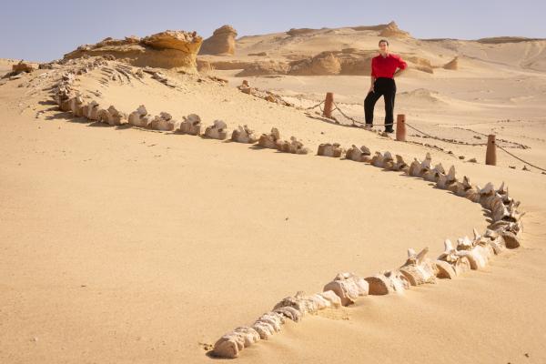 Bild 1 von 10: In Wadi-al Hitan liegt mitten im Sand ein 18 Meter langes Walskelett. Einst gab es hier ein gigantisches Urmeer.