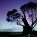 Tasmaniens wundersame Tierwelt