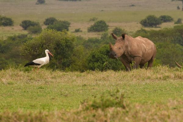 Bild 1 von 25: Im Bild: Ein Wintergast aus Europa lässt aufblicken - der Storch.