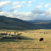 Yellowstone - Leben auf dem Vulkan
