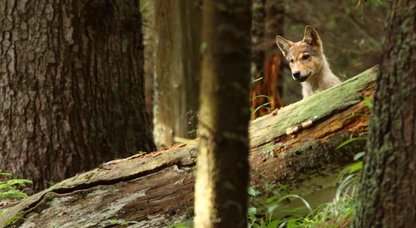 Bild 1 von 6: Ein Wolfswelpe in den Urwäldern der Tatra.