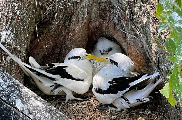 Bild 1 von 6: Der Weißschwanz-Tropikvogel ist für sein makelloses weißes Gefieder mit eleganten schwarzen Linien bekannt. Er kommt in den tropischen und subtropischen Küstengebieten weltweit vor.