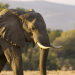 Die Sprache der Tiere