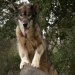 Wolf Town