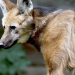 Wildkatzen und Wildhunde