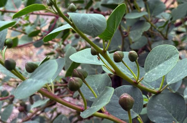 Bild 1 von 3: Die Knospen des Kapernstrauchs werden direkt nach dem Pflücken in Meersalz eingelegt.