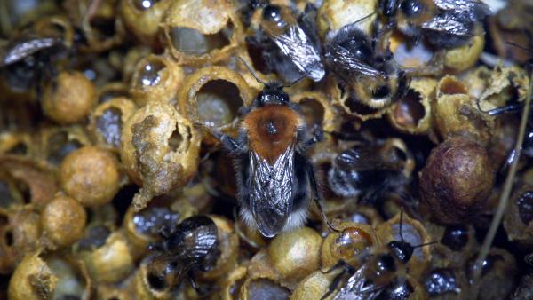 Bild 1 von 9: Nest Baumhummel mit Königin.