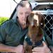 Hunde im Einsatz