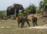 Okawango - Fluss der Träume