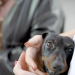 König Hund & Kaiserin Katze - das Geschäft mit der Tierliebe