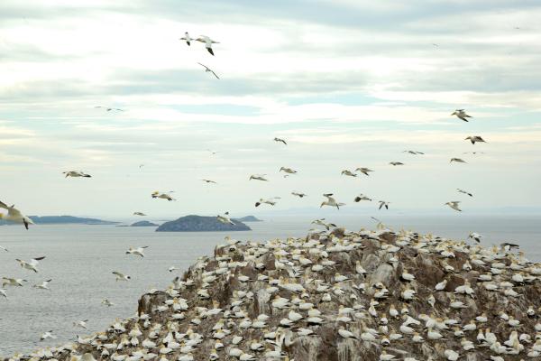 Bild 1 von 15: Tölpel-Kolonie mit hunderten von Tölpel, die über Bass Rock-Schottland fliegen.