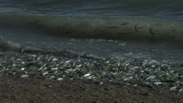 Bild 1 von 5: Es wirkt wie eine Flutwelle aus Fischen, wenn Grunionfische an Land kommen, um ihre Eier vor maritimen Fressfeinden zu schützen.