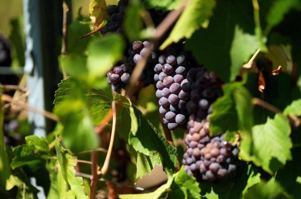 Bild 1 von 3: Der September ist für viele moldawische Familien die Zeit der Weinlese. Das Besondere daran: Die Trauben wachsen mitten in der Stadt.