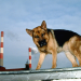 Bild 9