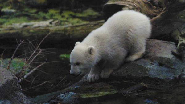 Bild 1 von 2: .