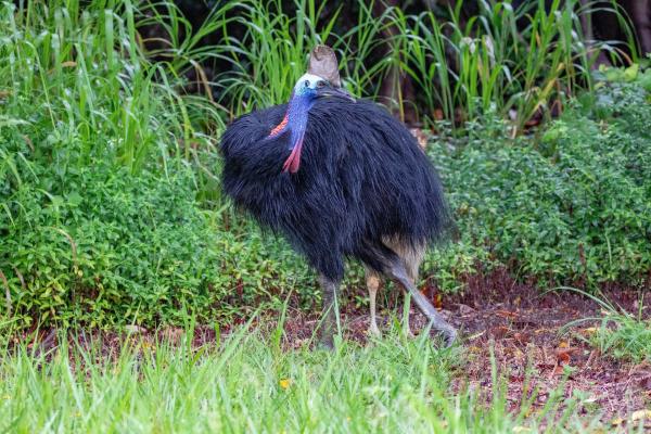 Bild 1 von 4: Wehrhafter Waldbewohner. Aufgrund seiner rasiermesserscharfen Krallen wird der Kasuar als gefährlichster Vogel der Welt bezeichnet.