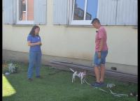 Der Hundeprofi - Rütters Team