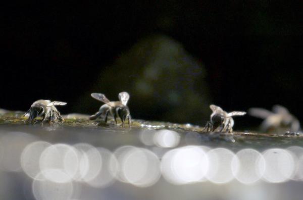 Bild 1 von 5: Eine Wasserquelle ist in der Nähe eines Bienenstocks lebensnotwendig, da ein Stock im Jahr ganze 80 Liter verbraucht.