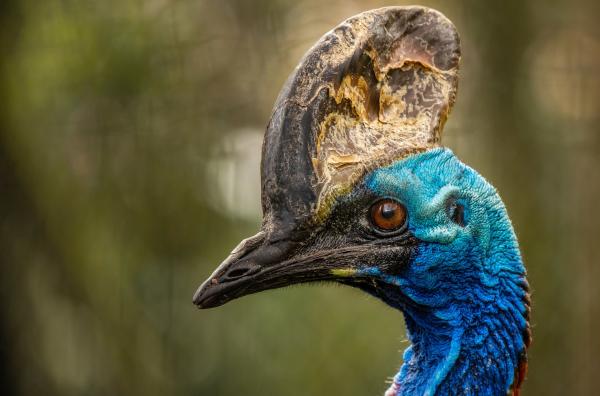 Bild 1 von 4: Ein Vogel wie aus einer anderen Zeit: Der flugunfähige Südkasuar ist einer der schwersten und größten Vögel weltweit.